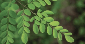 moringa
