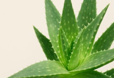 Aloe vera capsules for digestion
