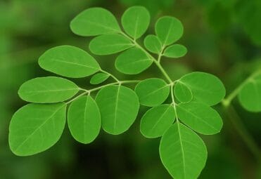 moringa benefits